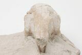 Oligocene, Fossil Rabbit (Palaeolagus) Skull - Wyoming #197352-3